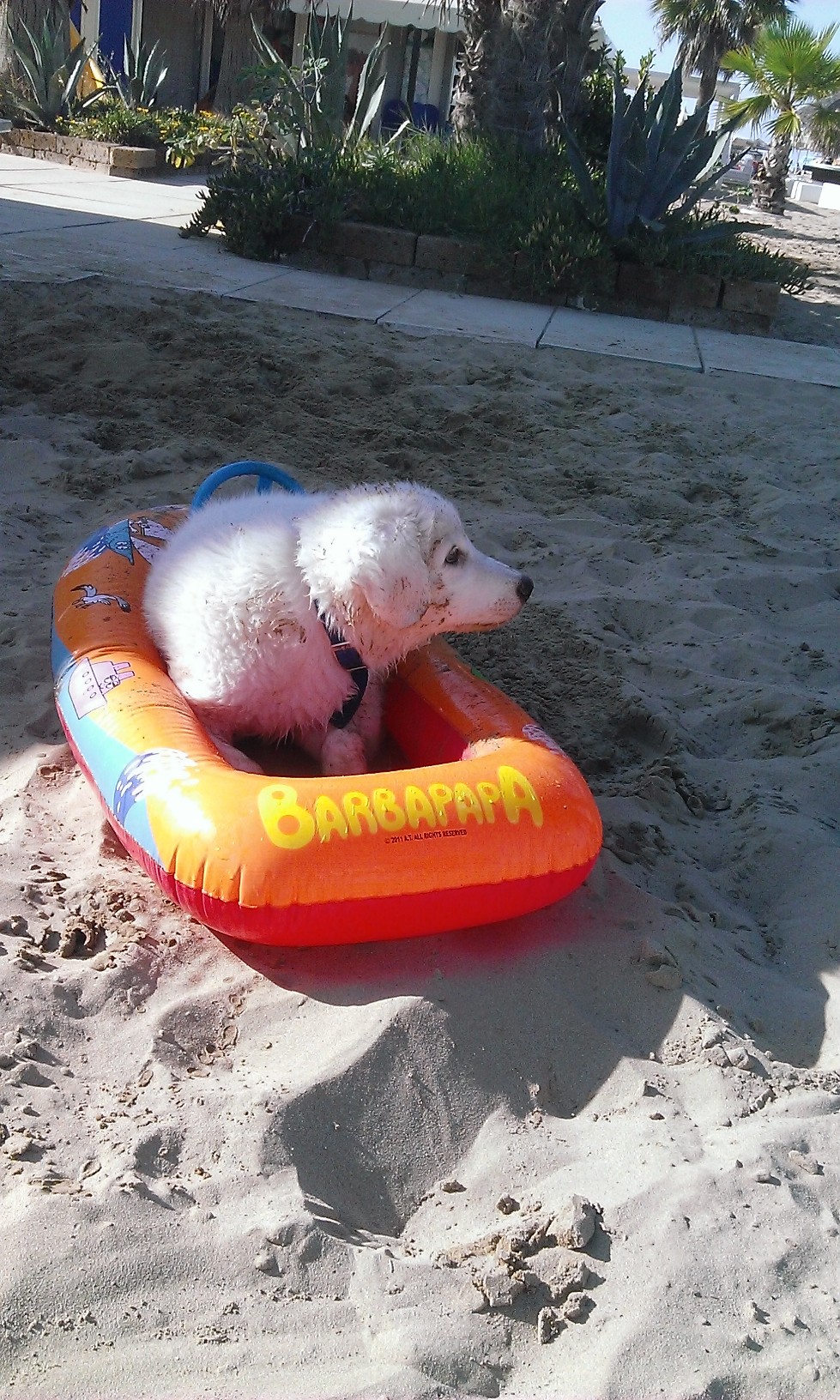 Spiaggia per cani